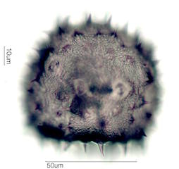 Mao Pollen