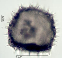 Mao Pollen