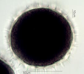 Mao Pollen