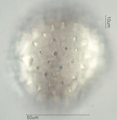 Mao Pollen