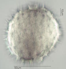 Mao Pollen