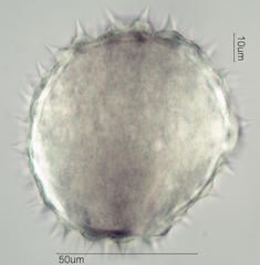 Mao Pollen
