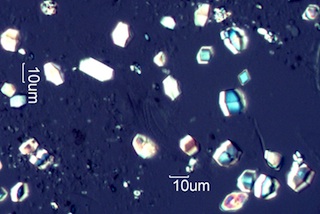 Calcium Oxalate Phytoliths