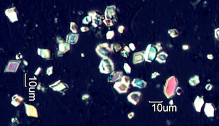 Calcium Oxalate Phytoliths
