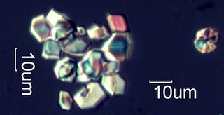 Calcium Oxalate Phytoliths