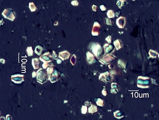 Calcium Oxalate Phytoliths