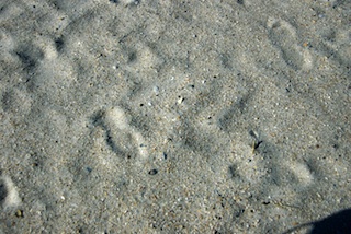 Sawgrass Beach, Florida