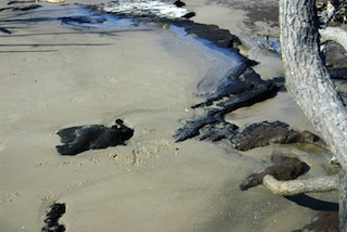 Beach on Big Talbot Island, Florida