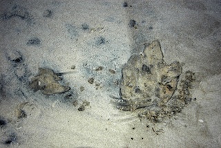 Beach on Big Talbot Island, Florida