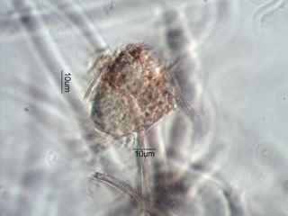 Leptothrix