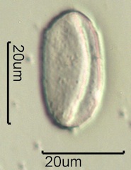 Mariposa Lily Pollen