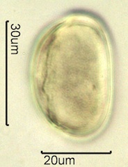 Mariposa Lily Pollen