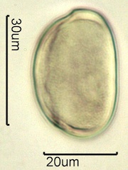 Mariposa Lily Pollen