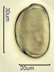 Mariposa Lily Pollen