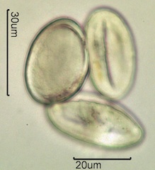 Mariposa Lily Pollen