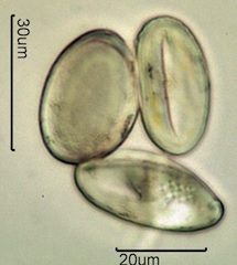 Mariposa Lily Pollen