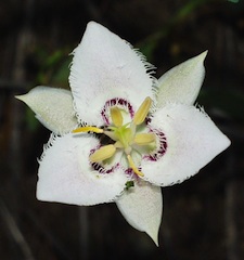 Mariposa Lily