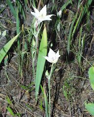 Mariposa Lily