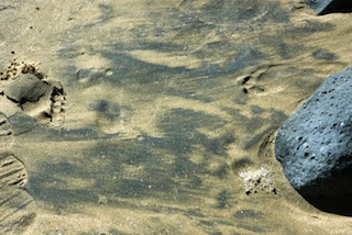 Kehei Beach Strandline