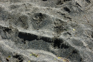 Wahikuli Beach