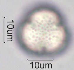 Mesquite Pollen
