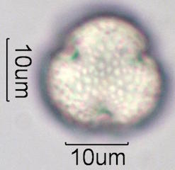 Mesquite Pollen