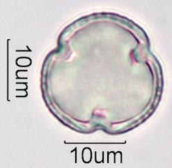 Mesquite Pollen