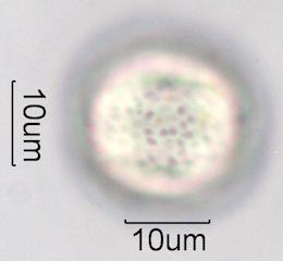 Mesquite Pollen