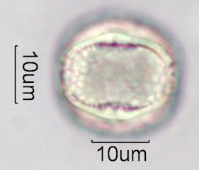 Mesquite Pollen