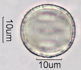 Mesquite Pollen
