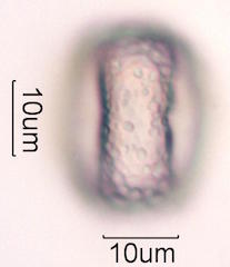 Mesquite Pollen