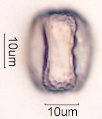 Mesquite Pollen