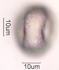 Mesquite Pollen