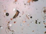 Body Shop Particles