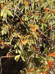 Mexican Honeysuckle (Justicia spicigera)