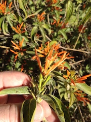Mexican Honeysuckle (Justicia spicigera)