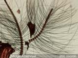 Midge Antennae