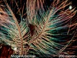 Midge Antennae