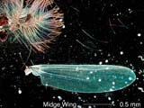 Midge Antennae and Wing