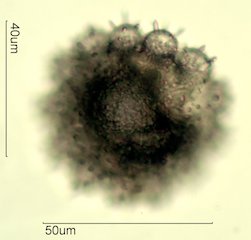 Traider Joe's Rainbow Honey Pollen