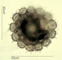 Traider Joe's Rainbow Honey Pollen