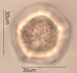 Yellow Monkeyflower Pollen