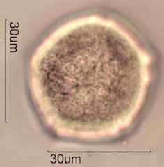 Yellow Monkeyflower Pollen