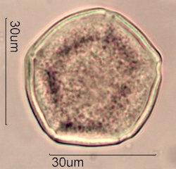 Yellow Monkeyflower Pollen
