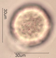 Yellow Monkeyflower Pollen