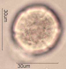 Yellow Monkeyflower Pollen