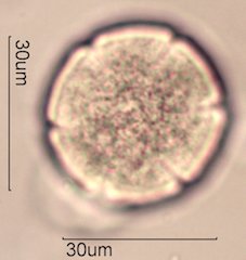 Yellow Monkeyflower Pollen