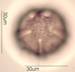 Yellow Monkeyflower Pollen