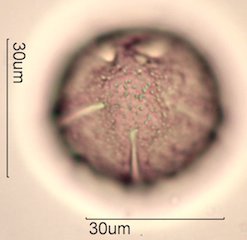 Yellow Monkeyflower Pollen