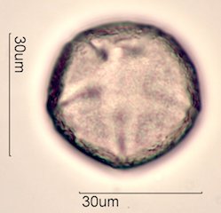 Yellow Monkeyflower Pollen